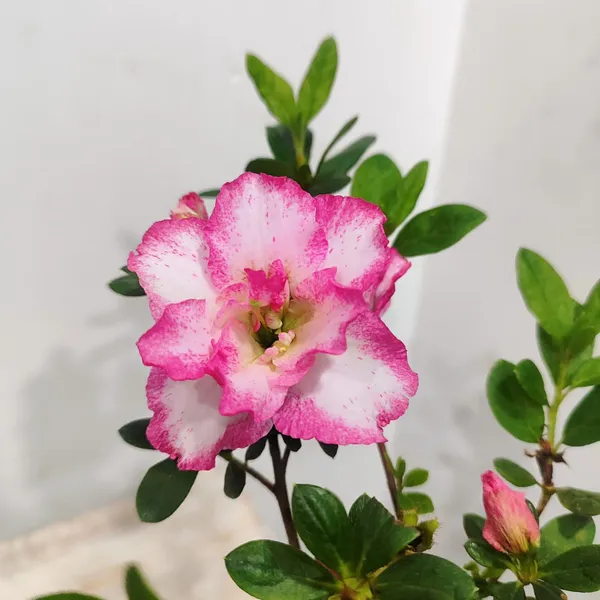 Classic_Bicolor_Azalea__Soft_Pink_&_White_Flower_Plant_Pack_Of_-_1
