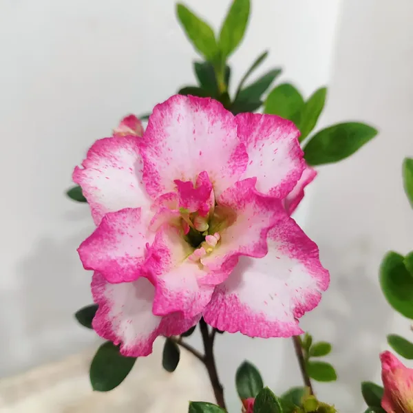 Classic_Bicolor_Azalea__Soft_Pink_&_White_Flower_Plant_Pack_Of_-_1