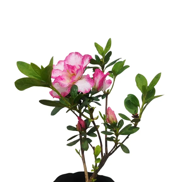 Classic_Bicolor_Azalea__Soft_Pink_&_White_Flower_Plant_Pack_Of_-_1