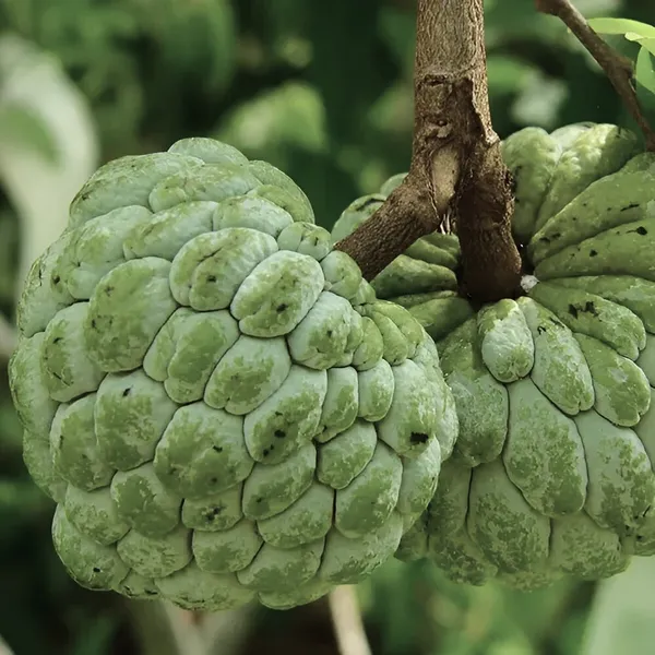 Custard_Apple_|_Sitafal_Plant_(Hybrid)_For_Outdoor_With_Grow_Bag