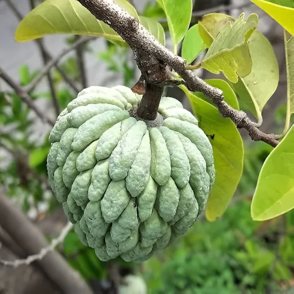 Custard_Apple_|_Sitafal_Plant_(Hybrid)_For_Outdoor_With_Grow_Bag