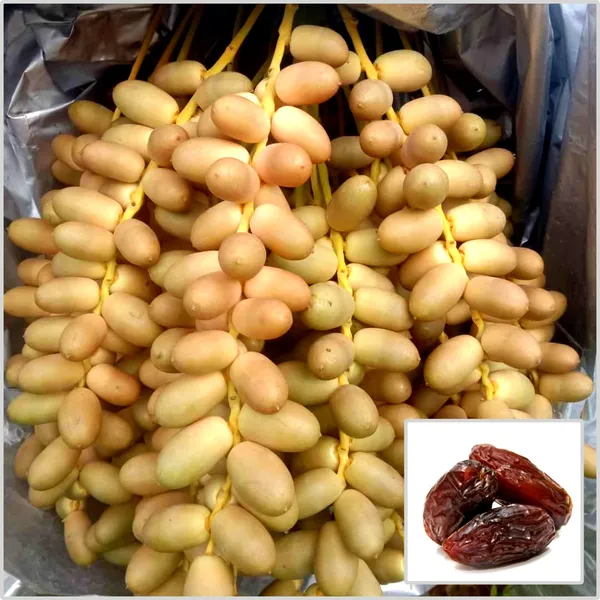 Date_Palm_Plant_Fruit-Bearing_Tree_|_Fresh_Date_Variety_(Phoenix_dactylifera)