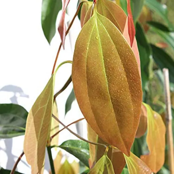 Dalchini_plant__Cinnamomum_verum_Spice_Tree