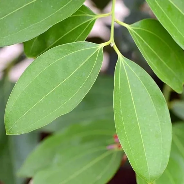 Dalchini_plant__Cinnamomum_verum_Spice_Tree