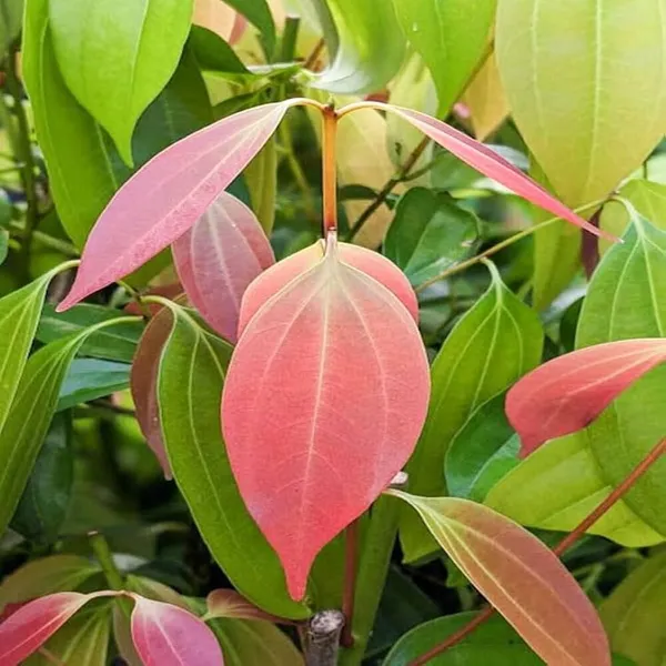 Dalchini_plant__Cinnamomum_verum_Spice_Tree