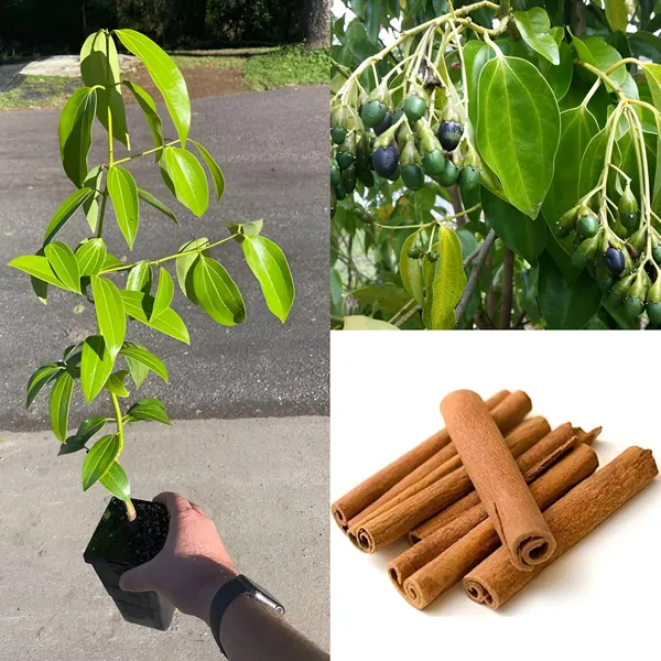 Dalchini_plant__Cinnamomum_verum_Spice_Tree