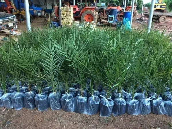 Date_Palm_Plant_Fruit-Bearing_Tree_|_Fresh_Date_Variety_(Phoenix_dactylifera)