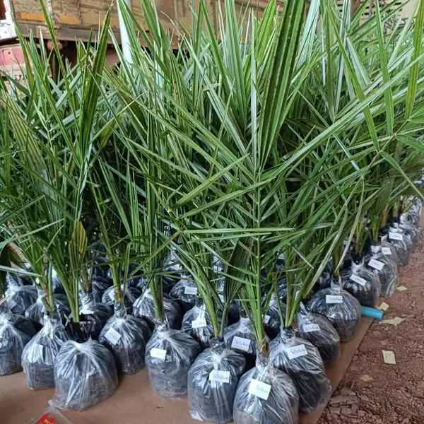 Date_Palm_Plant_Fruit-Bearing_Tree_|_Fresh_Date_Variety_(Phoenix_dactylifera)