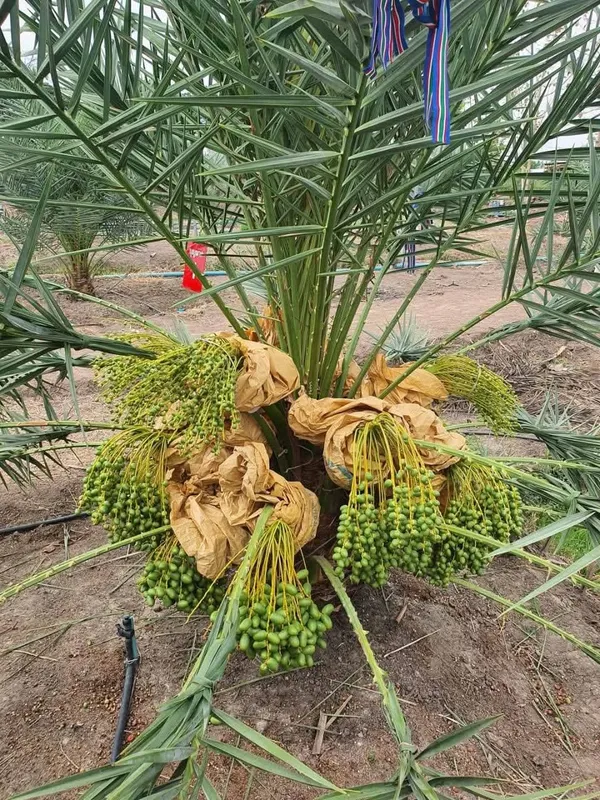 Date_Palm_Plant_Fruit-Bearing_Tree_|_Fresh_Date_Variety_(Phoenix_dactylifera)