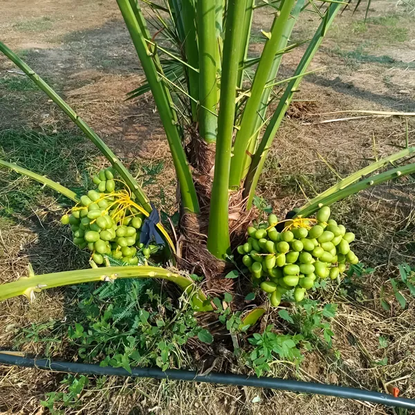 Date_Palm_(Khajur)_Plant_|_Hybrid_For_Outdoor_With_Grow_Bag