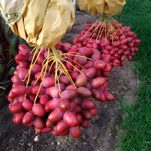 Date_Palm_(Khajur)_Plant_|_Hybrid_For_Outdoor_With_Grow_Bag