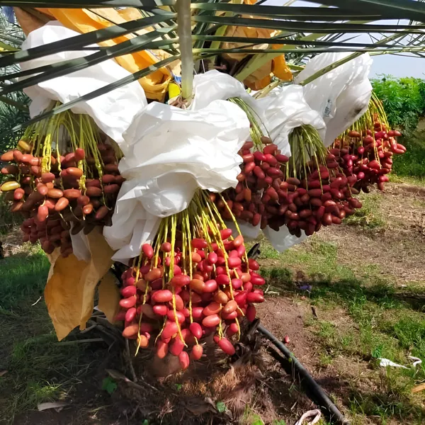 Date_Palm_(Khajur)_Plant_|_Hybrid_For_Outdoor_With_Grow_Bag