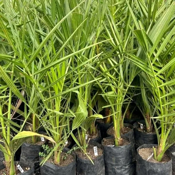 Date_Palm_(Khajur)_Plant_|_Hybrid_For_Outdoor_With_Grow_Bag