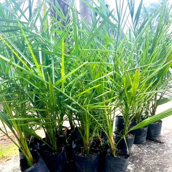 Date_Palm_(Khajur)_Plant_|_Hybrid_For_Outdoor_With_Grow_Bag