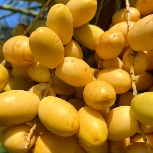 Date_Palm_(Khajur)_Plant_|_Hybrid_For_Outdoor_With_Grow_Bag