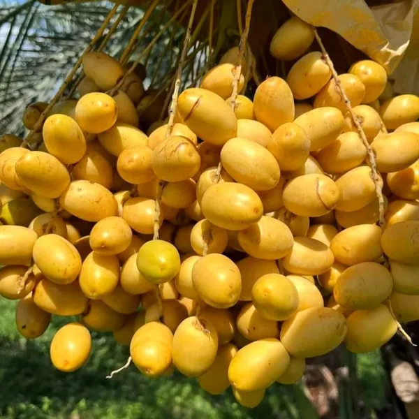 Date_Palm_(Khajur)_Plant_|_Hybrid_For_Outdoor_With_Grow_Bag