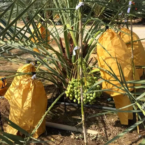 Date_Palm_(Khajur)_Plant_|_Hybrid_For_Outdoor_With_Grow_Bag