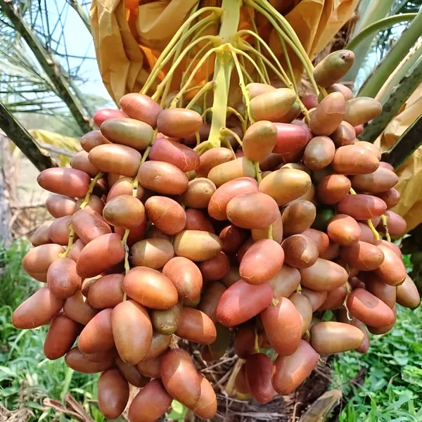 Date_Palm_(Khajur)_Plant_|_Hybrid_For_Outdoor_With_Grow_Bag