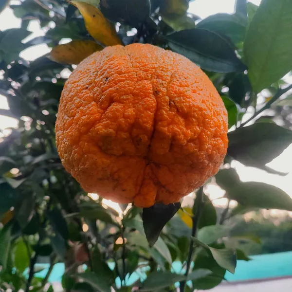 Dekopon_Orange_Plant_(Seedless_Citrus_Tree)_Easy-to-Grow_Fruit_Plant
