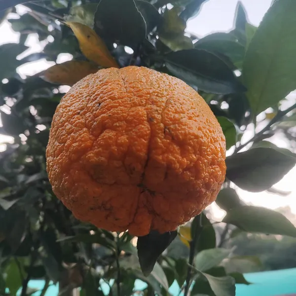 Dekopon_Orange_Plant_(Seedless_Citrus_Tree)_Easy-to-Grow_Fruit_Plant