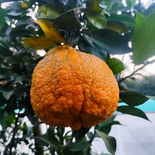 Dekopon_Orange_Plant_(Seedless_Citrus_Tree)_Easy-to-Grow_Fruit_Plant