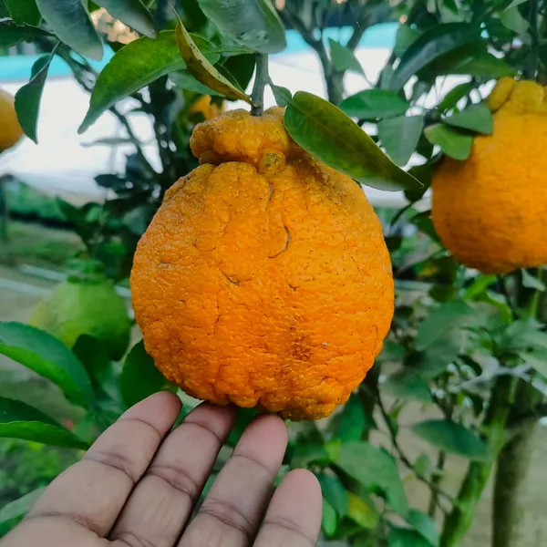 Dekopon_Orange_Plant_(Seedless_Citrus_Tree)_Easy-to-Grow_Fruit_Plant
