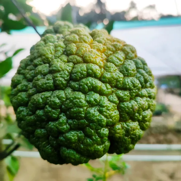 Dekopon_Orange_Plant_(Seedless_Citrus_Tree)_Easy-to-Grow_Fruit_Plant