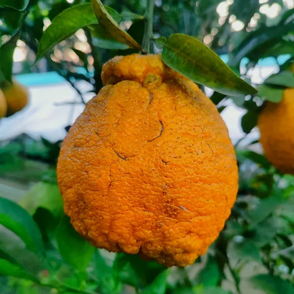 Dekopon_Orange_Plant_(Seedless_Citrus_Tree)_Easy-to-Grow_Fruit_Plant