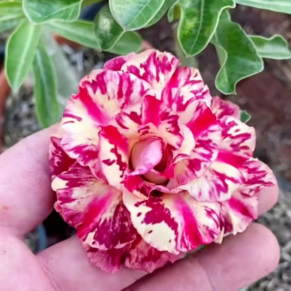 Desert_Rose_Adenium_Plant_Double_Petal_Red_&_Cream_Beauty