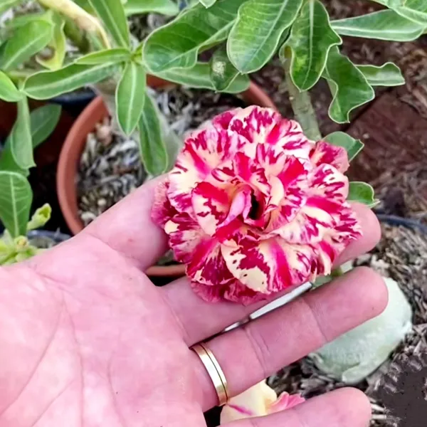 Desert_Rose_Adenium_Plant_Double_Petal_Red_&_Cream_Beauty