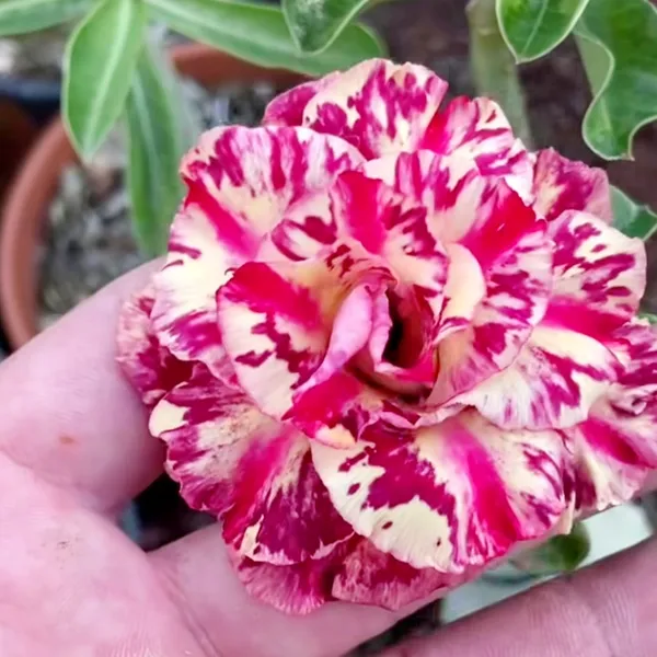 Desert_Rose_Adenium_Plant_Double_Petal_Red_&_Cream_Beauty