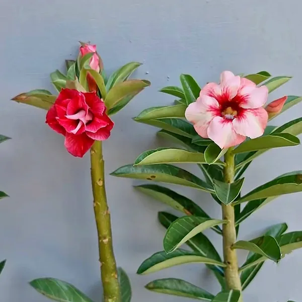 Desert_Rose_Plant_Duo_Red_Double_Bloom_&_Pink_Single_Bloom_Adenium_(Pack_Of_-_2)