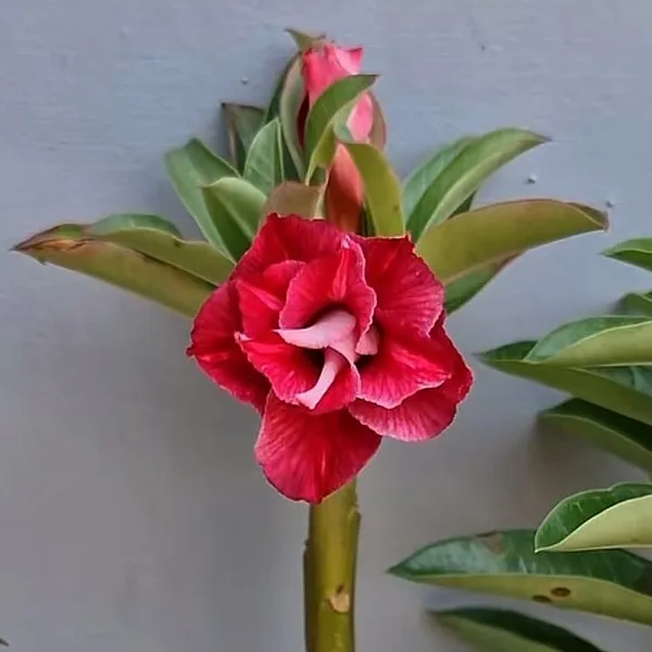 Desert_Rose_Plant_Duo_Red_Double_Bloom_&_Pink_Single_Bloom_Adenium_(Pack_Of_-_2)