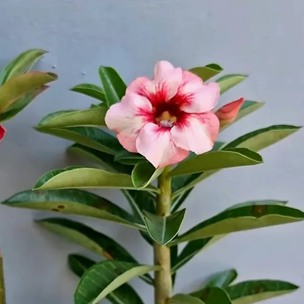Desert_Rose_Plant_Duo_Red_Double_Bloom_&_Pink_Single_Bloom_Adenium_(Pack_Of_-_2)
