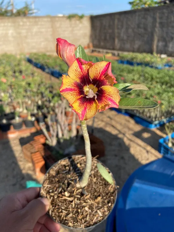 Desert_Rose_Plant_(Adenium_obesum)_Rare_Yellow-Red_Bi-Color_Hybrid