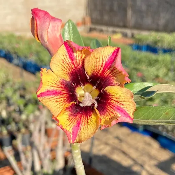 Desert_Rose_Plant_(Adenium_obesum)_Rare_Yellow-Red_Bi-Color_Hybrid