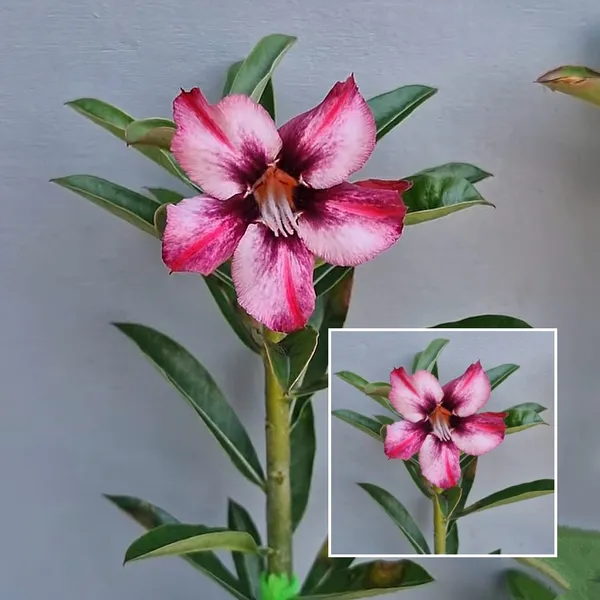 Desert_Rose_Plant_Striking_Pink_&_White_Bi-Color_Adenium