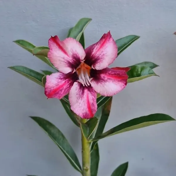 Desert_Rose_Plant_Striking_Pink_&_White_Bi-Color_Adenium