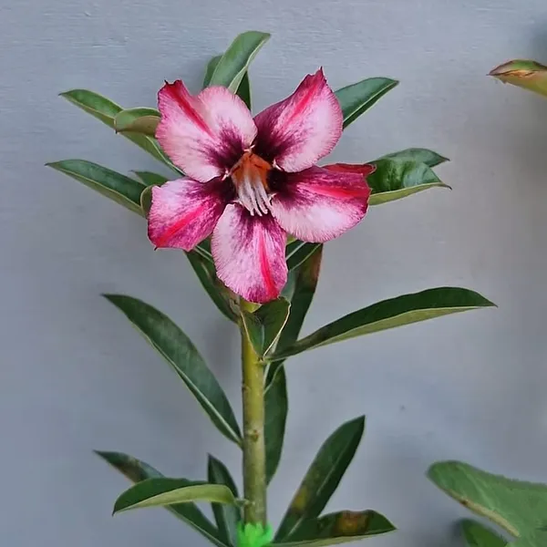 Desert_Rose_Plant_Striking_Pink_&_White_Bi-Color_Adenium