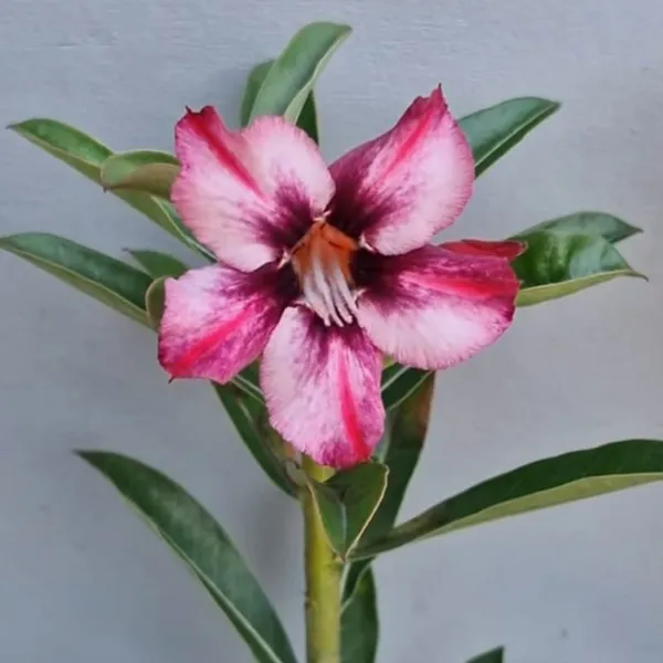 Desert_Rose_Plant_Striking_Pink_&_White_Bi-Color_Adenium