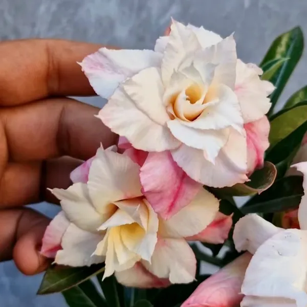 Desert_Rose_(Adenium_obesum)_Double_Petal_Pink_&_Cream_Blooms