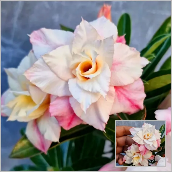 Desert_Rose_(Adenium_obesum)_Double_Petal_Pink_&_Cream_Blooms