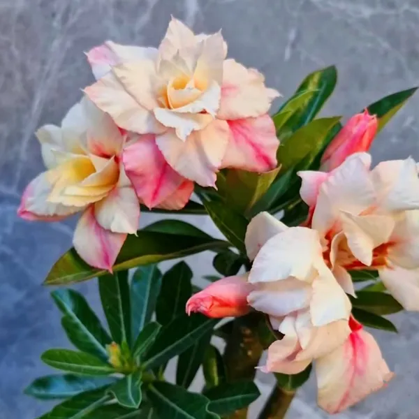 Desert_Rose_(Adenium_obesum)_Double_Petal_Pink_&_Cream_Blooms