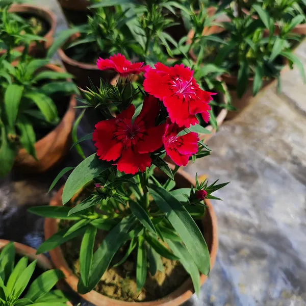 Dianthus_Flower_Plant_Red_(Hybrid)_For_Outdoor_With_Grow_Bag
