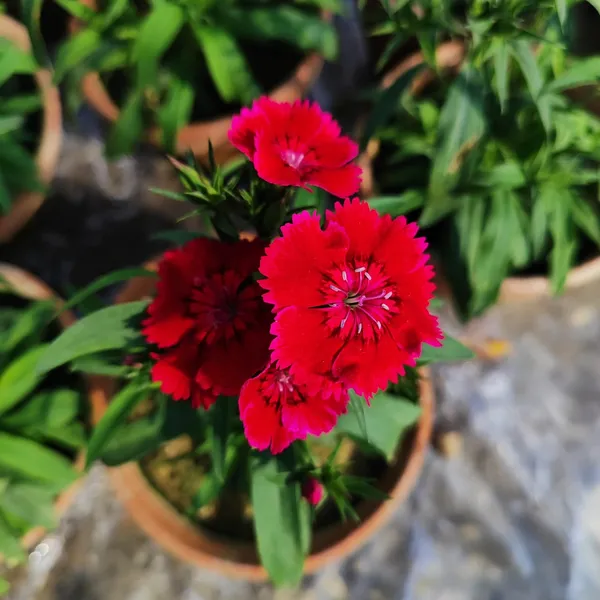 Dianthus_Flower_Plant_Red_(Hybrid)_For_Outdoor_With_Grow_Bag