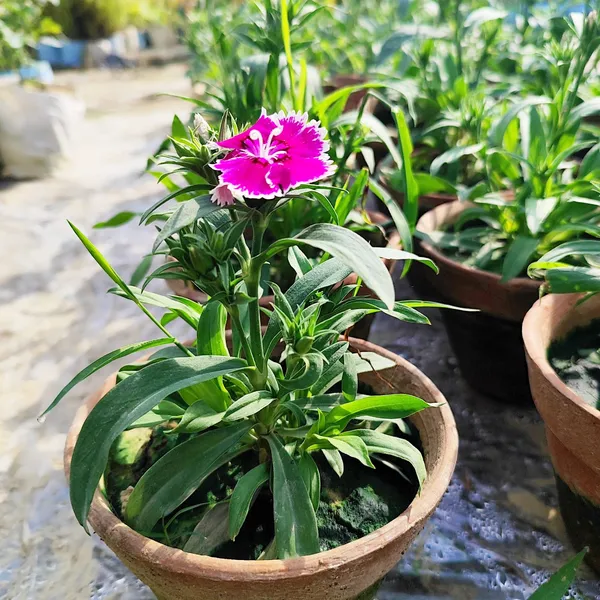 Dianthus_Flower_Plant_(Hybrid)_For_Outdoor_With_Grow_Bag