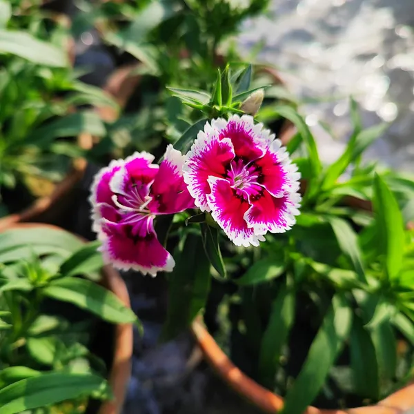 Dianthus_Flower_Plant_(Hybrid)_For_Outdoor_With_Grow_Bag