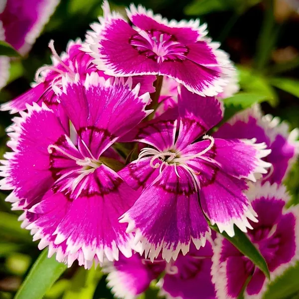 Dianthus_Flower_Plant_(Hybrid)_For_Outdoor_With_Grow_Bag