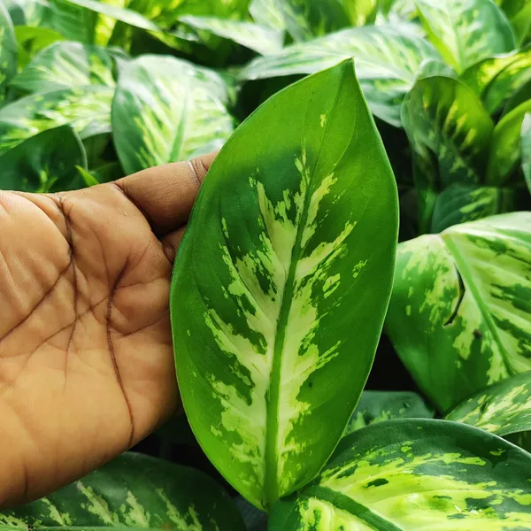 Dieffenbachia_Plant_Hybrid_Pack_Of_-_1_With_Grow_Bag
