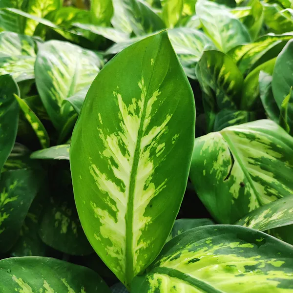 Dieffenbachia_Plant_Hybrid_Pack_Of_-_1_With_Grow_Bag